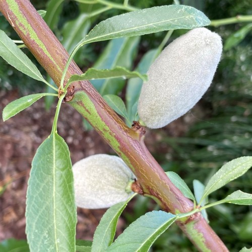 Ferskenmandel - Prunus persicoides