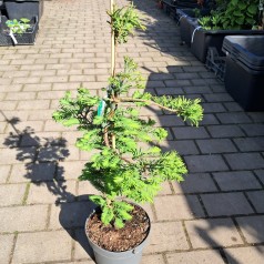 Vandgran Chubby -...