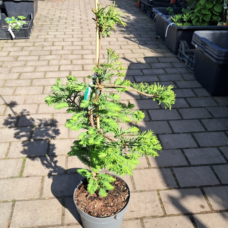 Vandgran Chubby - Metasequoia Glyptostroboides Chubby