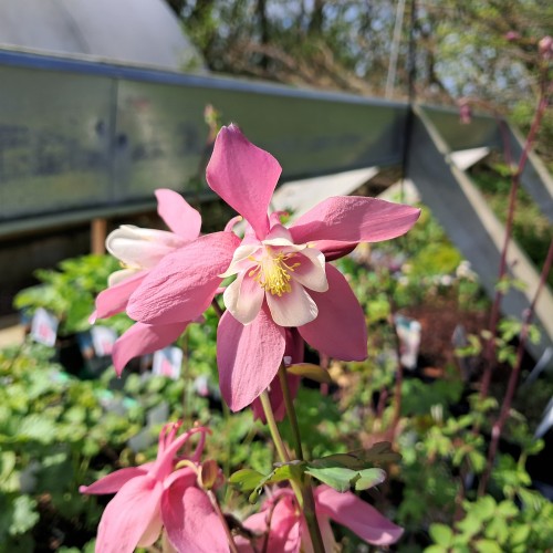 Akeleje Springtime Magic Rosa White - Aquilegia caerulea Springtime Magic Rosa White