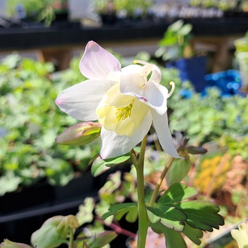 Akeleje Springtime Magic White - Aquilegia caerulea Springtime Magic White