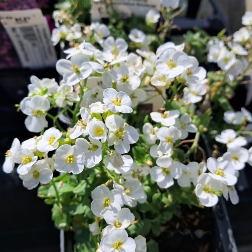Kalkkarse Snowcap - Arabis caucasica Snowcap