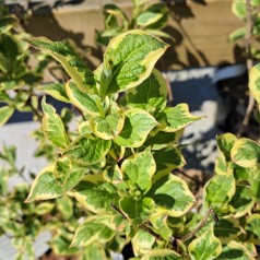 Klokkebusk Kosteriana Variegata - Weigela hybrid Kosteriana Variegata