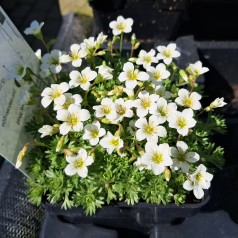 Mos-Stenbræk Alba - Saxifraga arendsii Alba