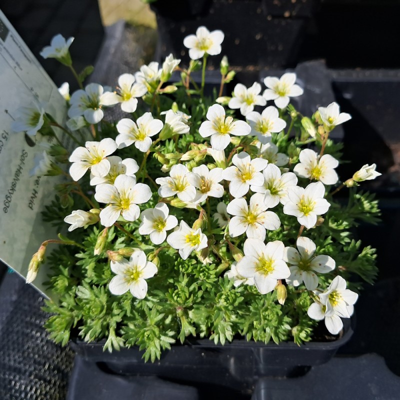 Mos-Stenbræk Alba - Saxifraga arendsii Alba