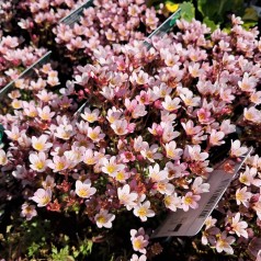 Mos-Stenbræk Appleblossom - Saxifraga arendsii Appleblossom