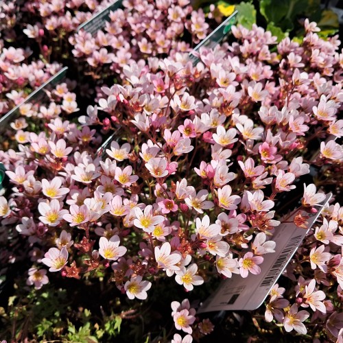 Mos-Stenbræk Appleblossom - Saxifraga arendsii Appleblossom