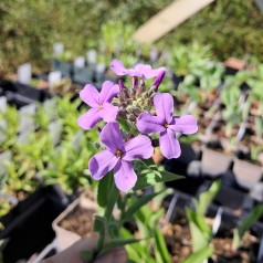 Natviol - Hesperis matronalis