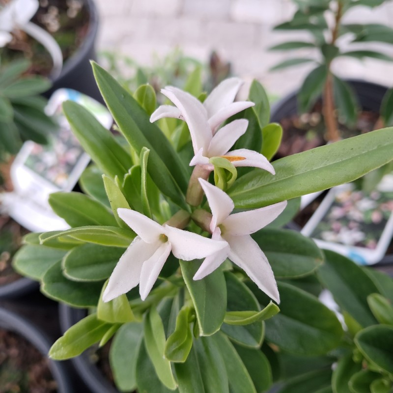 Pebertræ - Daphne tangutica Retusa