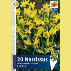 Narcissus Hawera - Botanisk Pinselilje / 20 Løg