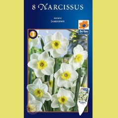 Narcissus Jamestown - Pinselilje / 8 Løg