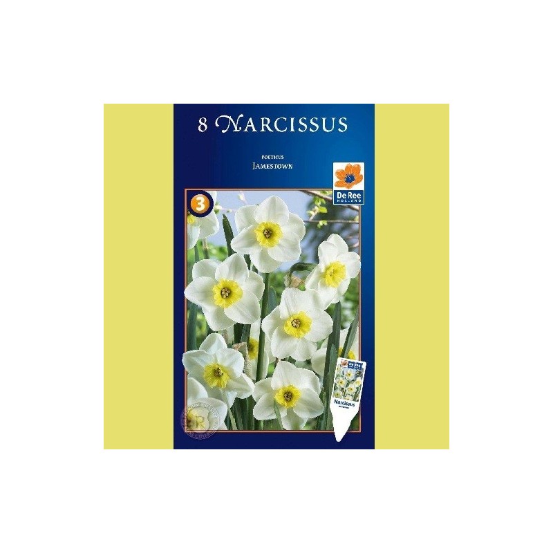 Narcissus Jamestown - Pinselilje / 8 Løg