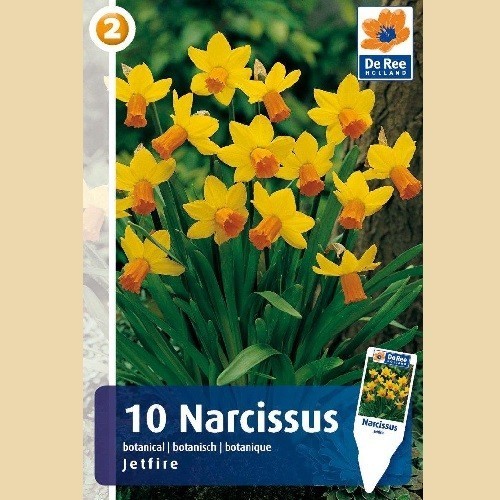 Narcissus Jetfire - Botanisk Påskelilje / 10 Løg