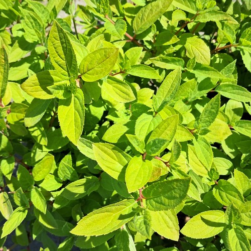 Dværg Syrenhortensia Living Touch of Pink - Hydrangea paniculata Living Touch of Pink