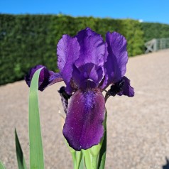 Dværgiris Little Shadow - Iris pumila Little Shadow