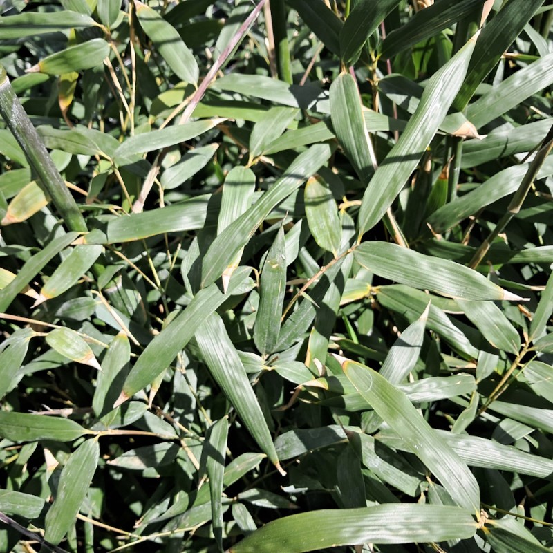 Glansbladet bambus - Phyllostachys bissetii