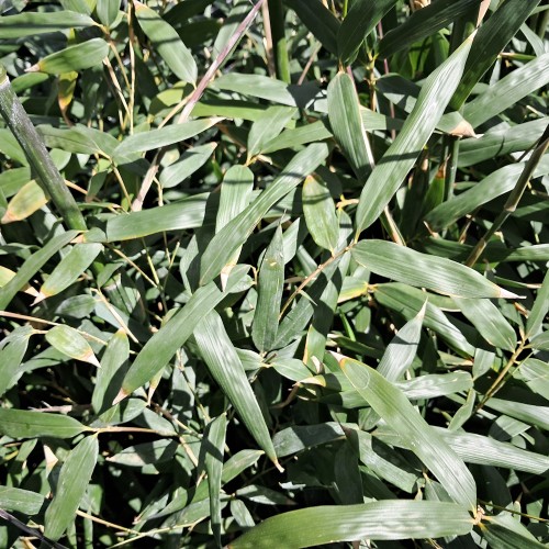Glansbladet bambus - Phyllostachys bissetii