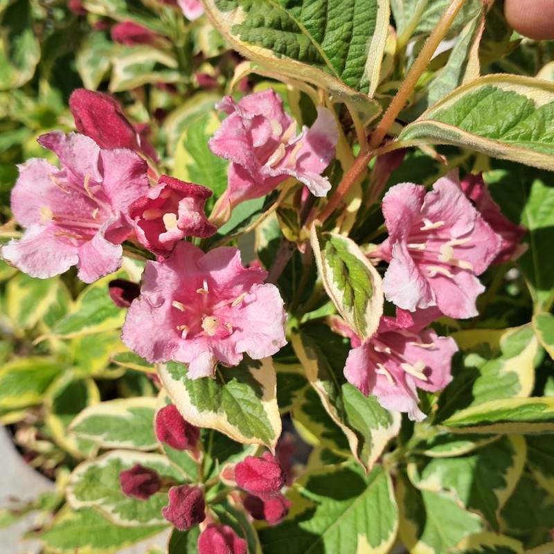 Klokkebusk Kosteriana Variegata - Weigela hybrid Kosteriana Variegata