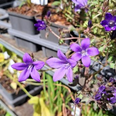 Krybeklokke Catharina - Campanula portenschlagiana Catharina