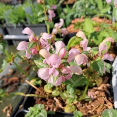 Plette Tvetand Shell Pink - Lamium maculatum Shell Pink