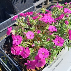Pudefloks Crackerjack - Phlox douglasii Crackerjack