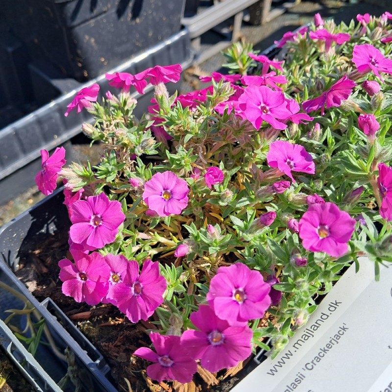 Pudefloks Crackerjack - Phlox douglasii Crackerjack