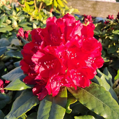 Rhododendron hybrid Cherry Kiss 30-40 cm.