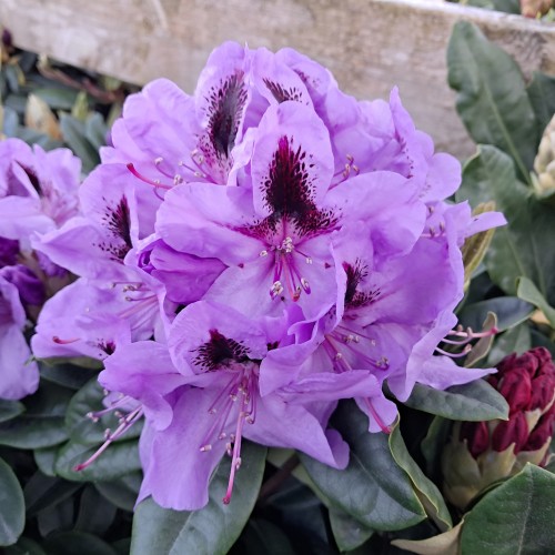 Rhododendron hybrid Metallica 30-40 cm.