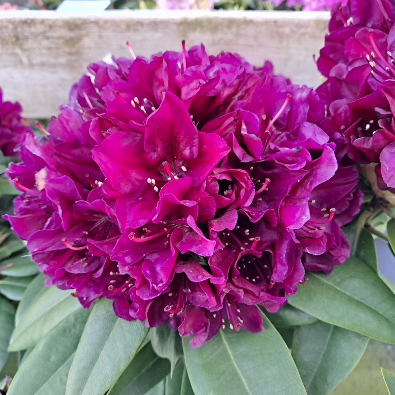 Rhododendron hybrid Polarnacht 30-50 cm.