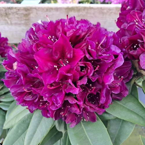 Rhododendron hybrid Polarnacht 30-50 cm.