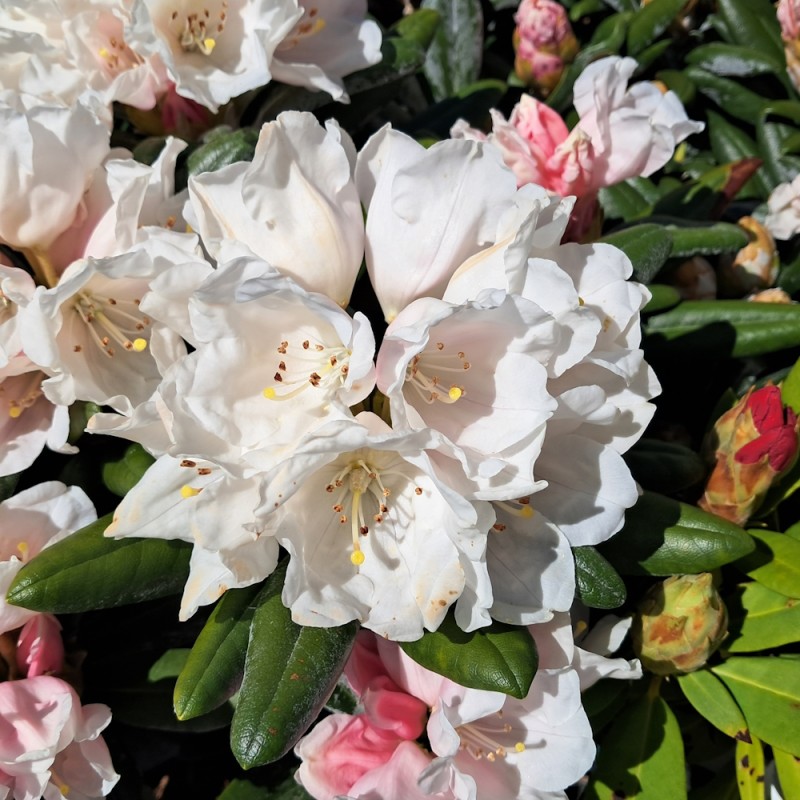 Rhododendron Yakushimanum Koichiro Wada 25-40 cm.
