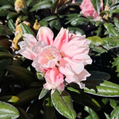 Rhododendron Yakushimanum Koichiro Wada 25-40 cm.