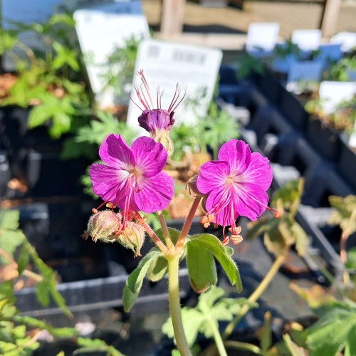 Storkenæb Bevan's Variety - Geranium macrorrhizum Bevan's Variety