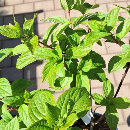 Syrenhortensia Lime Spark - Hydrangea paniculata Lime Spark