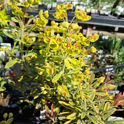 Vortemælk Ascot Rainbow - Euphorbia martinii Ascot Rainbow