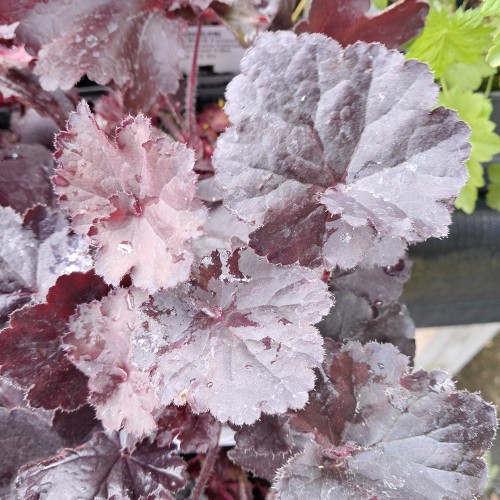 Alunrod Black Forrest Cake - Heuchera hybrid Black Forrest Cake