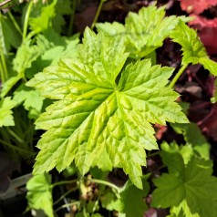 Alunrod Chantilly - Heuchera villosa Chantilly