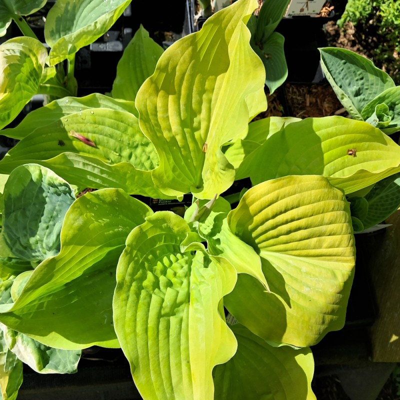 Hosta Shadowland Coast to Coast