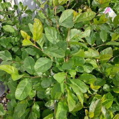 Kinesisk Sneflokketræ - Chionanthus retusus