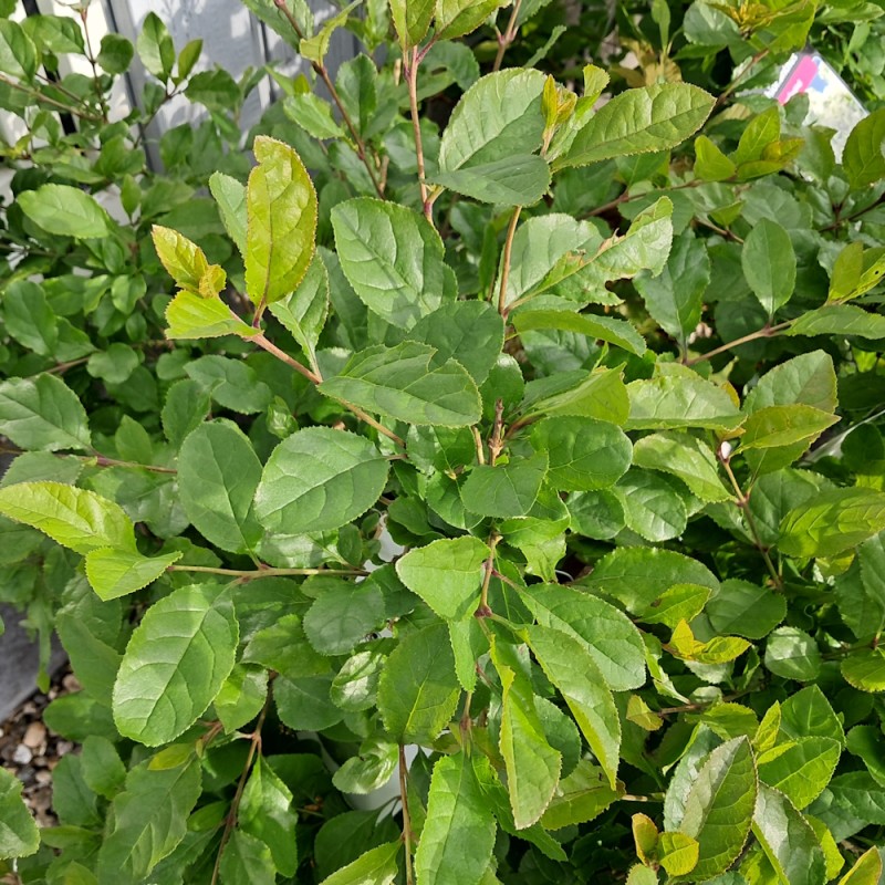 Kinesisk Sneflokketræ - Chionanthus retusus