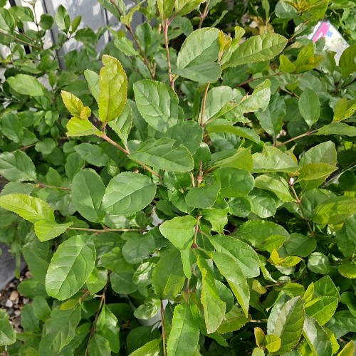 Kinesisk Sneflokketræ - Chionanthus retusus