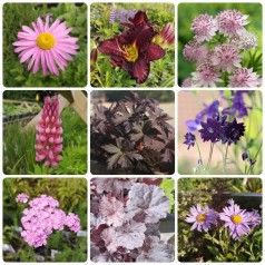 Gartnerens valg - Særlig...