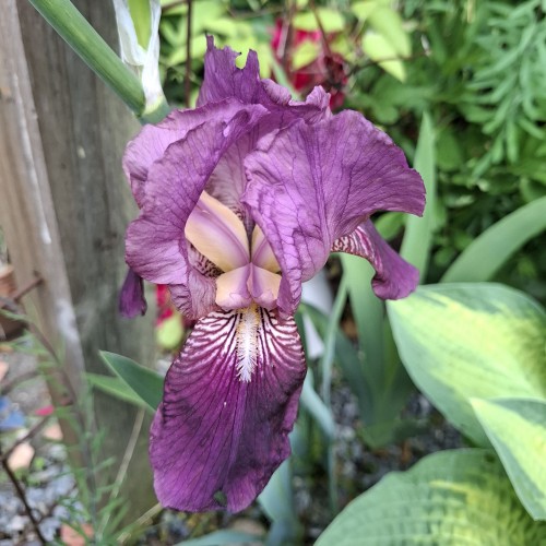 Haveiris Imperator - Iris germanica Imperator