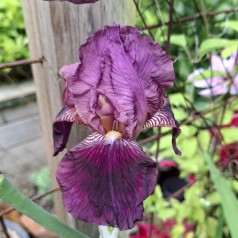 Haveiris Imperator - Iris germanica Imperator