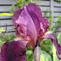 Haveiris Imperator - Iris germanica Imperator