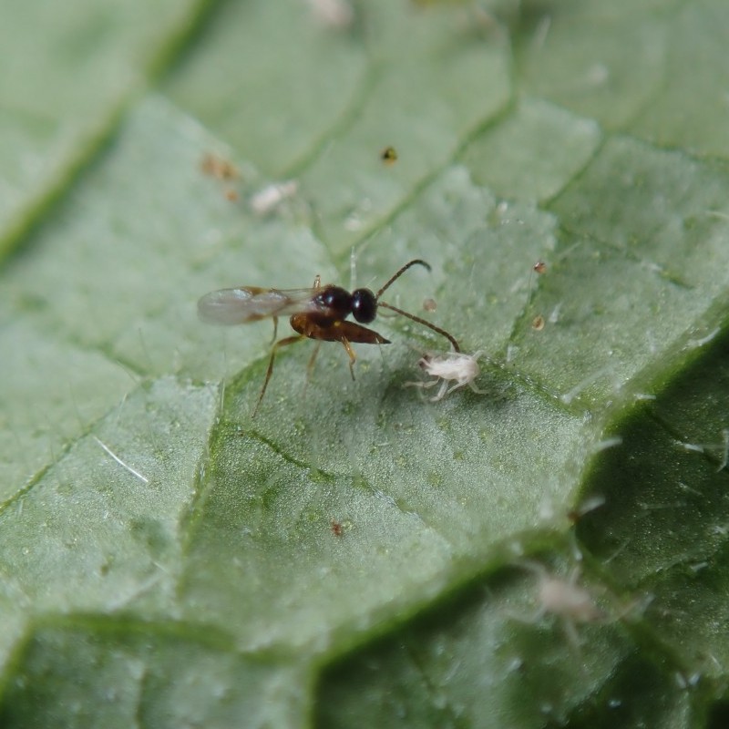 Bladlussnyltehveps mod Bladlus, ca. 500 stk, ca. 10 m².