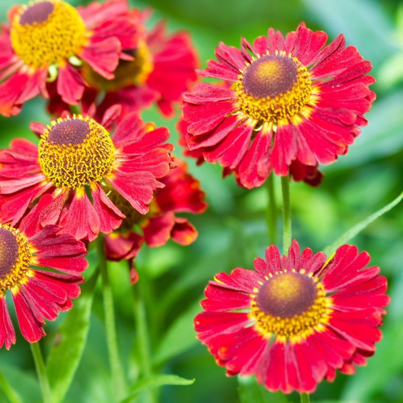 Solbrud Rubinzwerg - Helenium hybrid Rubinzwerg