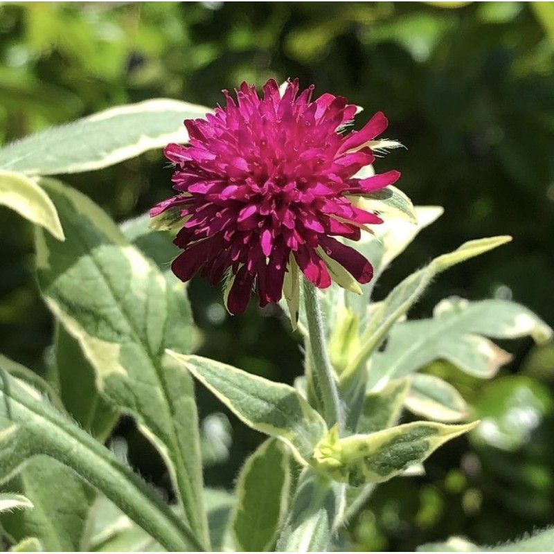 Blåhat Thunder And Lightning - Knautia macedonica Thunder And Lightning