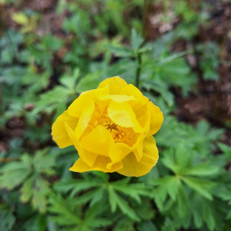 Engblomme Lemon Supreme - Trollius Lemon Supreme