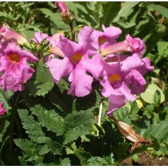 Havegloxinia - Incarvillea delavayi